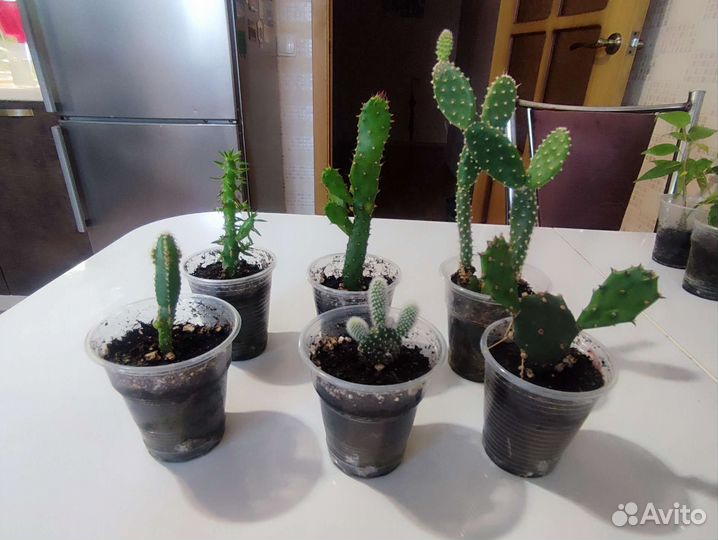 Комнатные растения по 50р