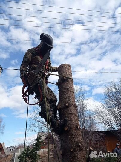 Спил деревьев и чистка участков,Опиливание