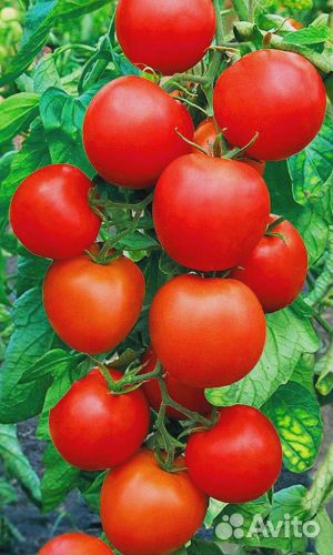 Томат Челябинский засол 0,1 гр цв.п