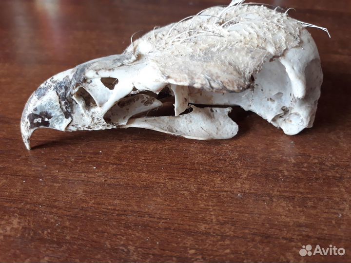 Череп хищной птицы для декора комнаты