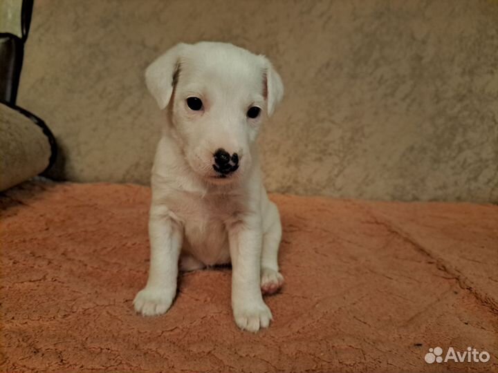 Щенки джек рассел терьер гладкошерстный