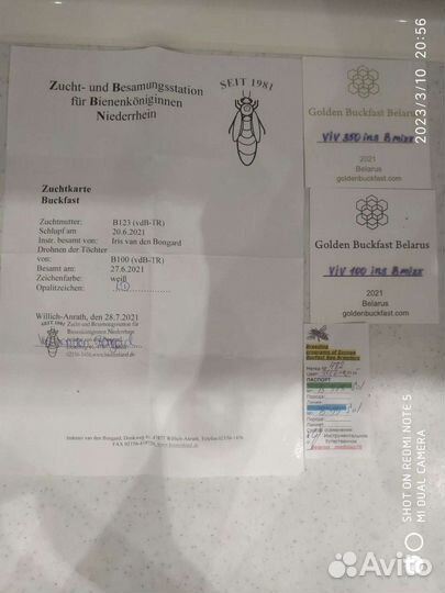 Пчеломатки Бакфаст Карника