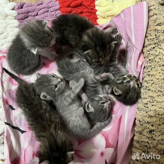 Котята в добрые руки
