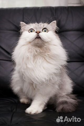 Плюшевый кот Боня в поисках любящей Семьи объявление продам