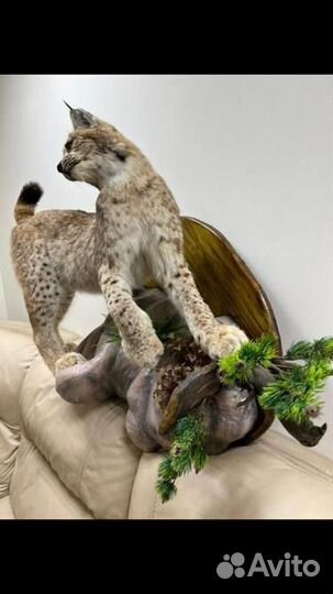 Чучело рыси (имитация)