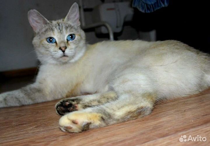 Британка в добрые руки