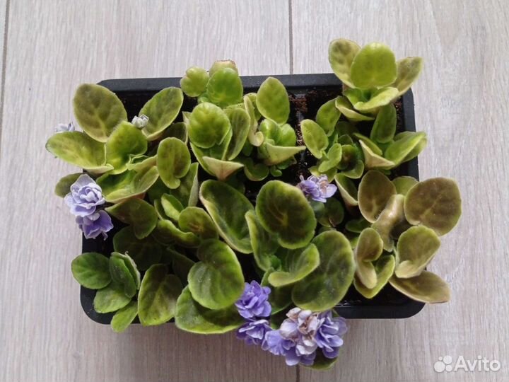 Детки фиалки