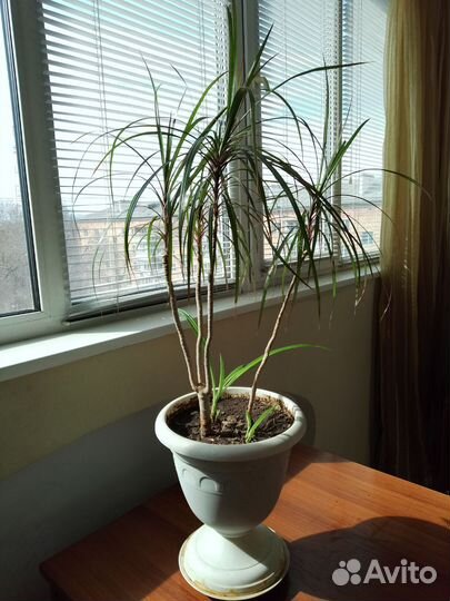 Замиокулькас, драцена, шефлера