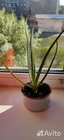 Алоэ вера лечебный