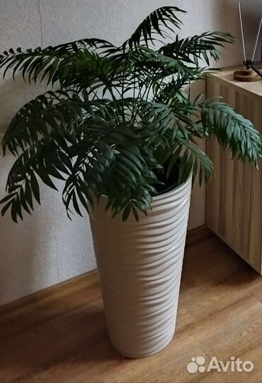 Пальма Хамедорея