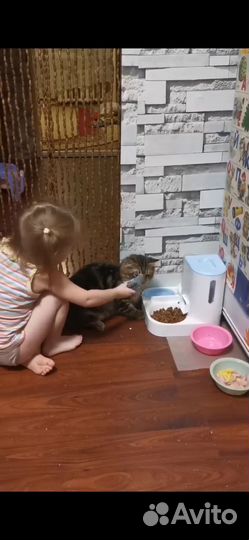 Волнистый попугай с клеткой