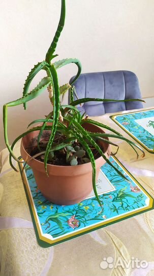 Алоэ. Комнатное растение