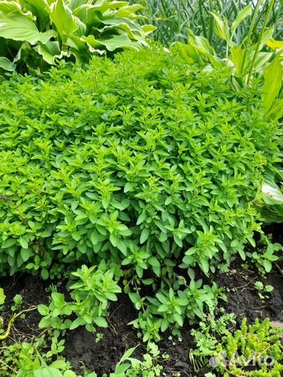 Ориганум (душица) Дьябло