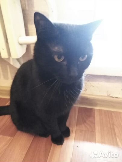 Цветов не надо