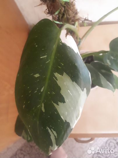 Филодендрон white princess(белая принцесса)