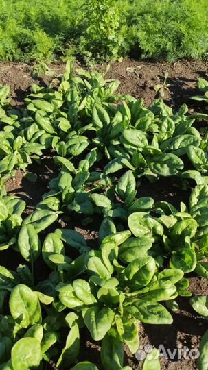 Зелень оптом с огорода