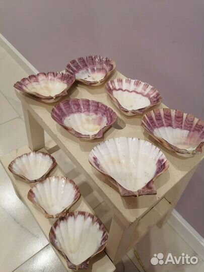 Ракушка морская разм 12*12(примерно)