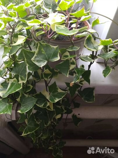 Плющ комнатный