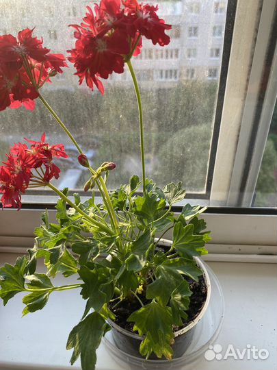 Пеларгония герань сортовая