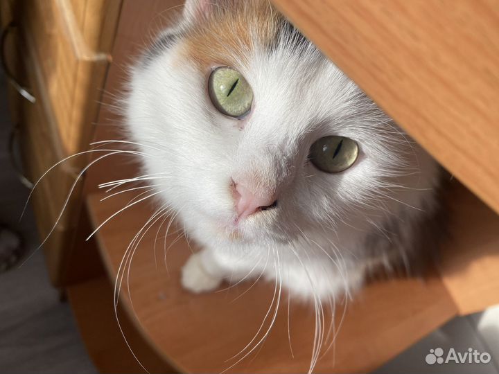 Кошки в добрые руки