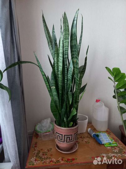 Щучий хвост