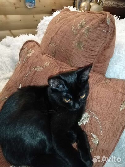 Кошка в дар бесплатно