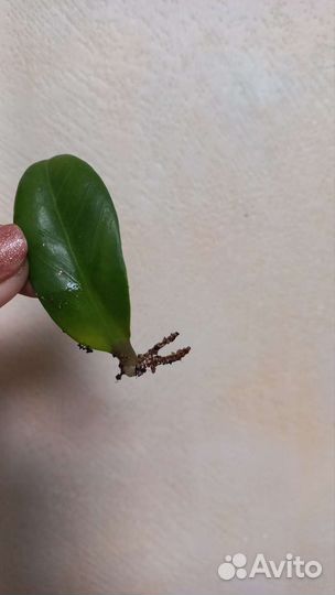 Замиокулькас черный равен и зензи