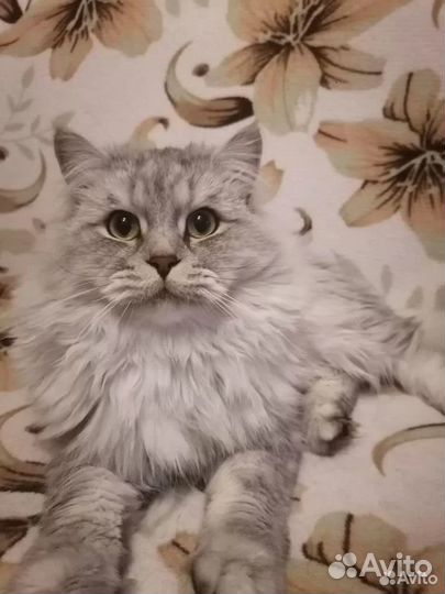 Британские котята