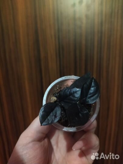 Замикулькас Черный равен