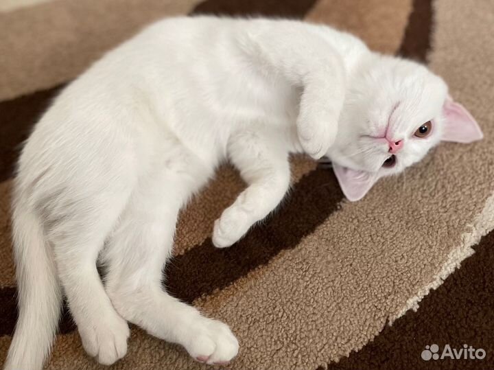 Белый котенок