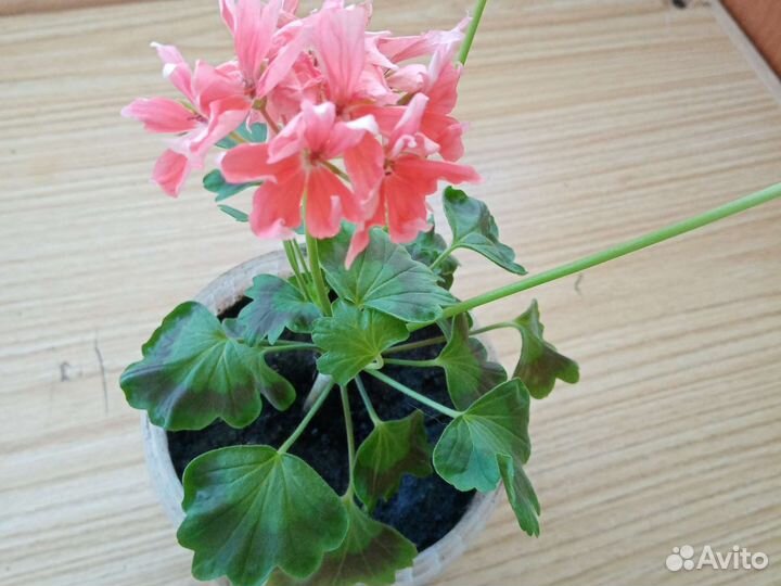 Пеларгония герань разная, мята дом, денежное дерев