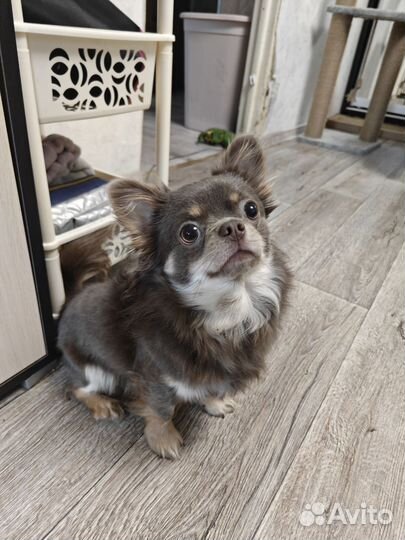 Вязка Чихуахуа