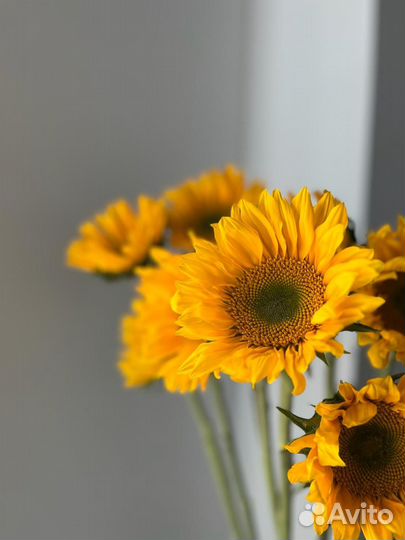 Подсолнухи