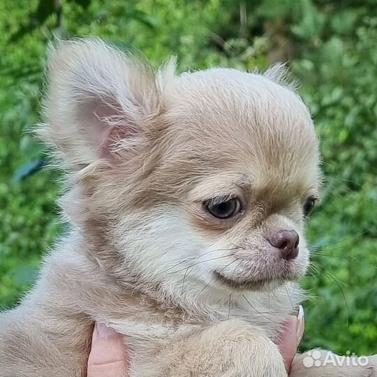 Чихуахуа шикарный мальчик