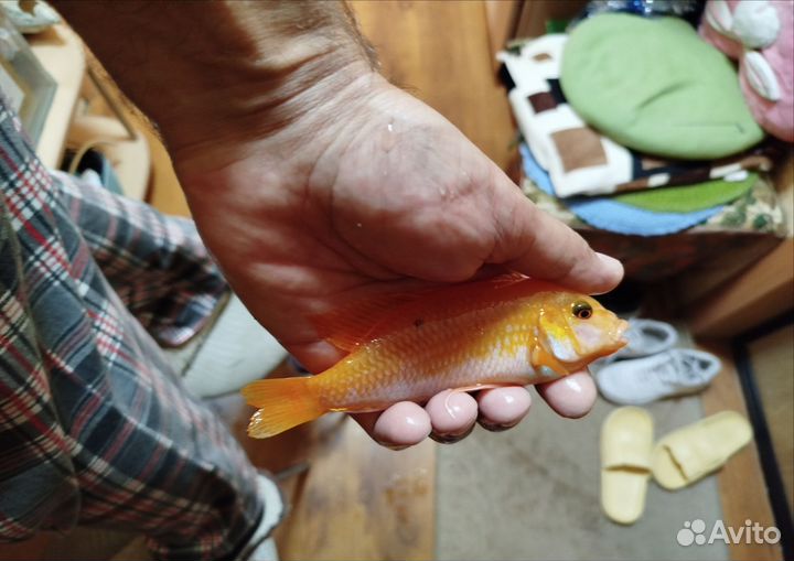 Псевдотрофеус зебра орандж