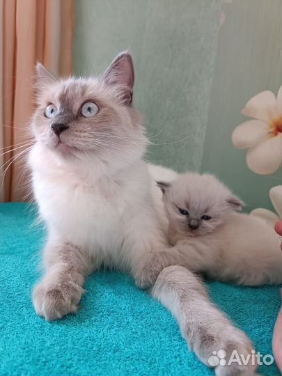 Невская маскарадная