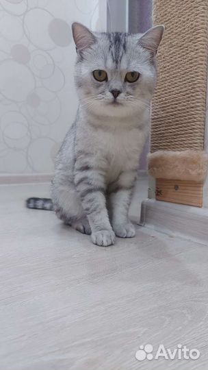 Британский кот на вязку