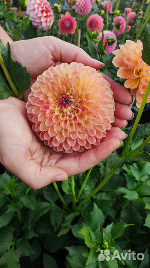 Георгины (Далия) делёнки