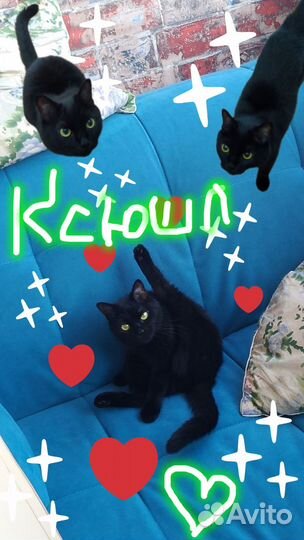 Любимую кошечку Ксюшу в добрые руки