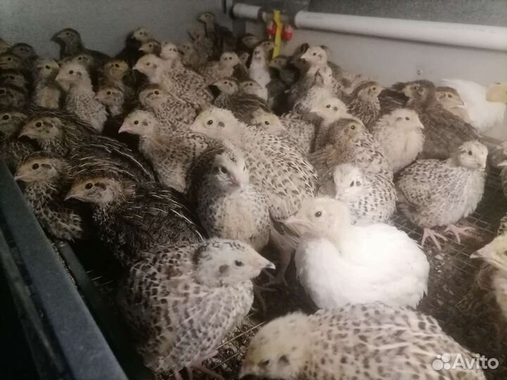 Перепела Феникс золотистый,Фараон,Техасский перепе