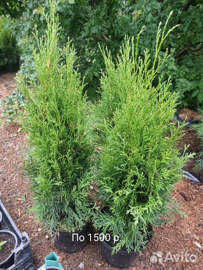 Туя Смарагд