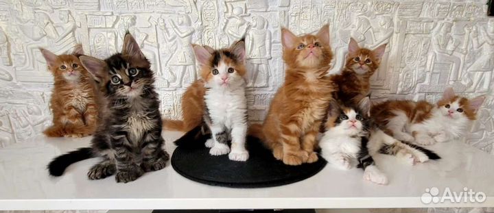 Котята мейн-кун полидакт