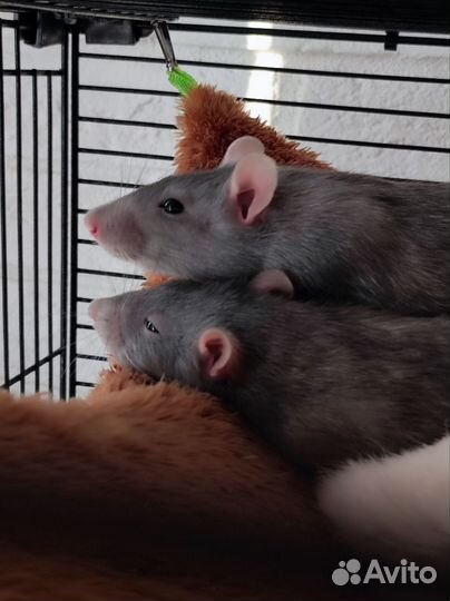 Крыса дамбо