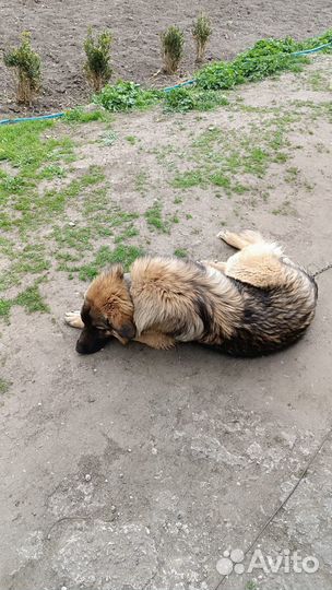 Собака в добрые руки даром