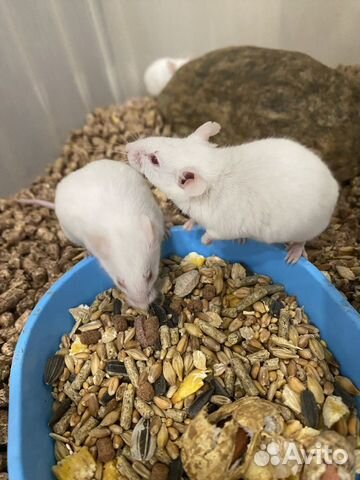 Кормовые мыши