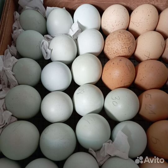 Инкубационное яйцо