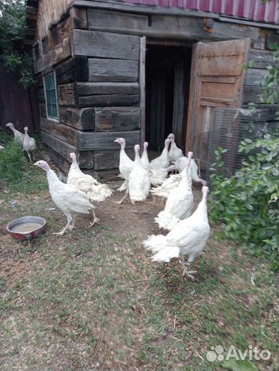 Индюки биг 6