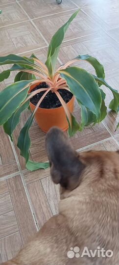 Хлорофитум оранж