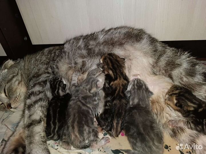 Шотландская