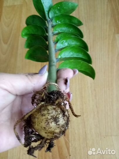 Замиокулькас Зензи